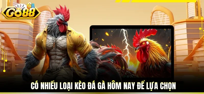 Có nhiều loại kèo đá gà hôm nay để lựa chọn