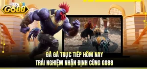 Đá Gà Trực Tiếp Hôm Nay - Trải Nghiệm Nhận Định Cùng GO88