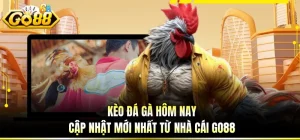 Kèo Đá Gà Hôm Nay - Cập Nhật Mới Nhất Từ Nhà Cái GO88