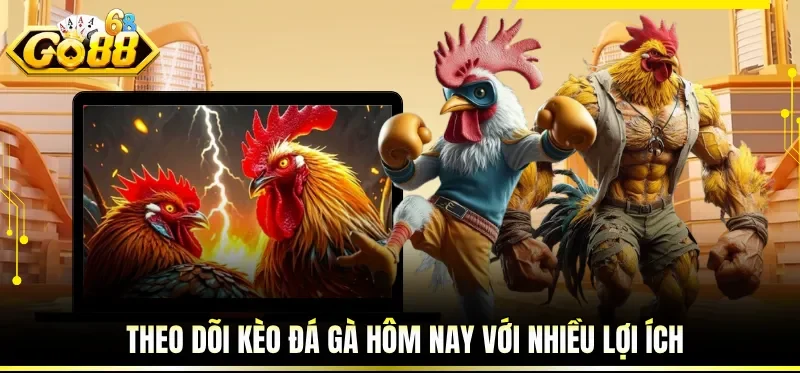 Theo dõi kèo đá gà hôm nay với nhiều lợi ích